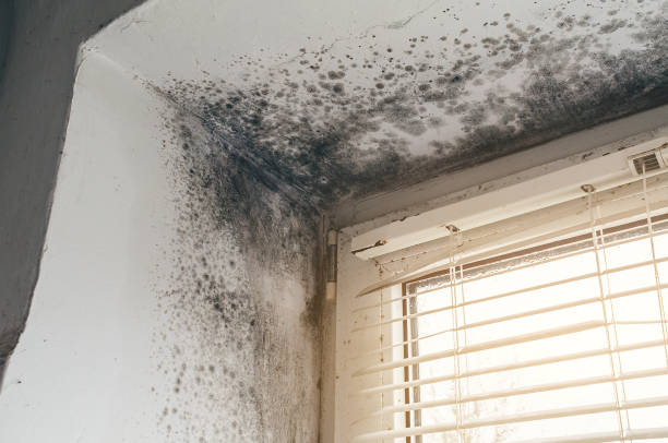 Affordable Crawl Space Mold Removal solutions in Goldston, NC